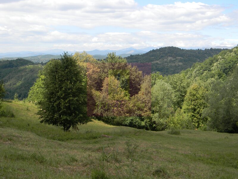 Teren intravilan de vanzare in Telega
