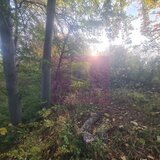 Teren intravilan de vanzare in Telega